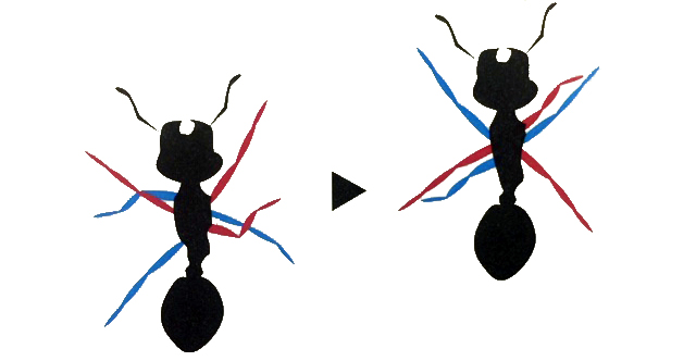 昆虫が速く歩くとき、「三脚歩行」