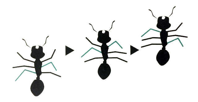 昆虫がゆっくり歩くとき、「波状歩行」