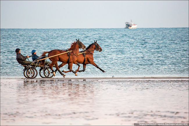 4足歩行の動物ってどうなっているの?